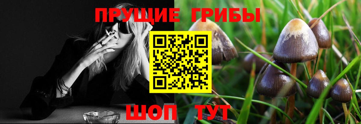 Переславль-Залесский  Галлюциногенные грибы Psilocybe  Вход с VPN 